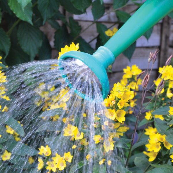 Homepride Online-Metal Watering Can Rose